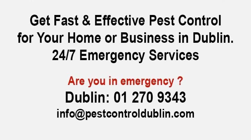 What do carpet beetles look like up close 1 Dublin pest control