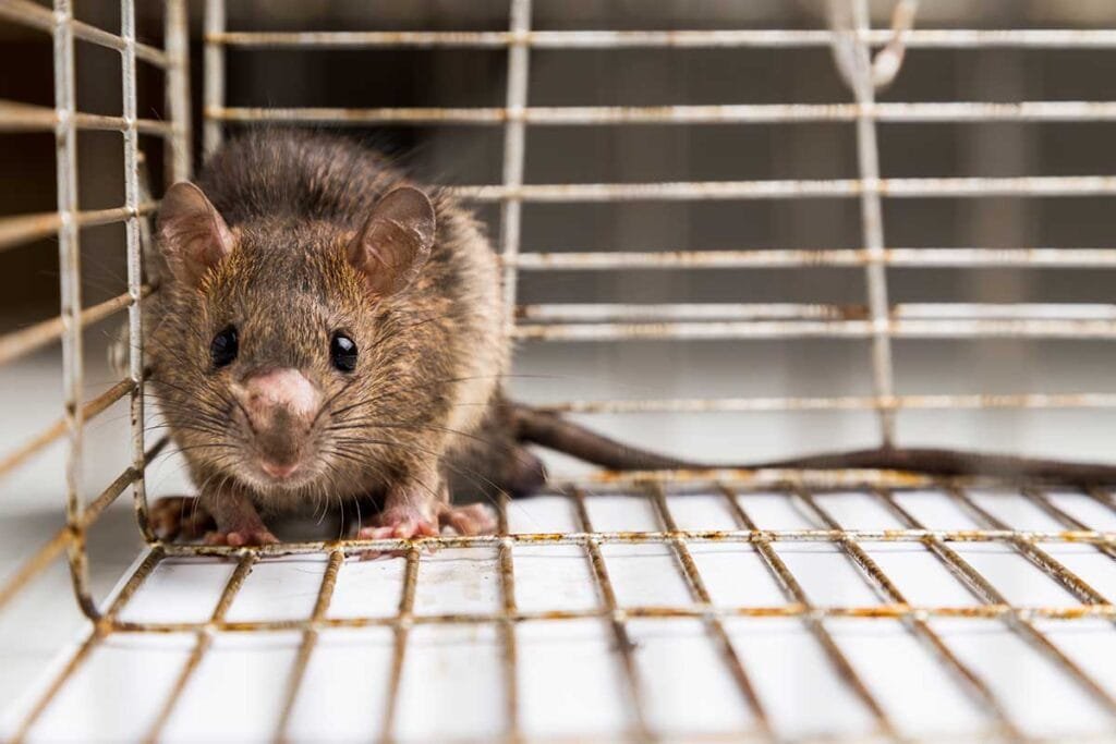 Pest Control Service 19 pest control